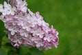 Beautiful purple lilac blooms on a bush in the garden, swaying in the wind, close-up. Flower concept. Syringa vulgari. Royalty Free Stock Photo