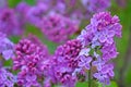 Beautiful purple lilac flowers.