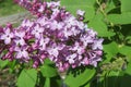 Beautiful lilac flowers in the garden, closeup