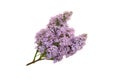 Beautiful purple lilac isolated on white background.Florist concept.Syringa vulgaris.Natural flower,top view. Royalty Free Stock Photo