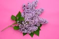 Beautiful purple lilac on a pink background. Florist concept. Syringa vulgaris.Natural flower arrangement, top view. Royalty Free Stock Photo