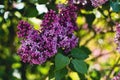 Beautiful purple lilac at sprintime on a blurry background, syringa vulgaris