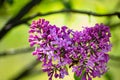 Beautiful purple lilac at sprintime on a blurry background, syringa vulgaris