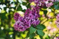 Beautiful purple lilac at sprintime on a blurry background, syringa vulgaris