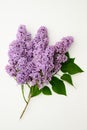 Beautiful purple lilac on a white background. Florist concept. Syringa vulgaris.Natural flower arrangement, top view. Royalty Free Stock Photo