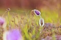 Beautiful purple little furry pasque-flower. (Pulsatilla grandis) Blooming on spring meadow at the sunset. Royalty Free Stock Photo