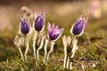 Beautiful purple little furry pasque-flower. (Pulsatilla grandis) Blooming on spring meadow at the sunset. Royalty Free Stock Photo