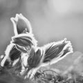 Beautiful purple little furry pasque flower. Pulsatilla grandis Pulsatilla patens. Pasqueflowers. Blooming on spring meadow. Royalty Free Stock Photo