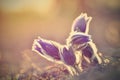 Beautiful purple little furry pasque flower. Pulsatilla grandis Pulsatilla patens. Pasqueflowers. Blooming on spring meadow. Royalty Free Stock Photo