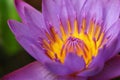 Beautiful Purple Lotus Royalty Free Stock Photo