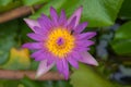 Beautiful purple lotus and bee pond in the park. Background Royalty Free Stock Photo