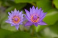 Beautiful purple lotus and bee pond in the park. Background Royalty Free Stock Photo