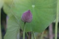 Beautiful purple lotus bud or water lily in pond. Royalty Free Stock Photo