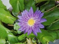 Beautiful purple lotus flower in the basin Royalty Free Stock Photo