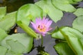 Beautiful purple Lotus flower with bee and lotus green leaf in i Royalty Free Stock Photo