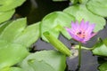 Beautiful purple Lotus flower with bee and lotus green leaf in in pond Royalty Free Stock Photo