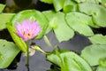 Beautiful purple Lotus flower with bee and lotus green leaf in i Royalty Free Stock Photo