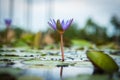 Beautiful purple lotus flower. Royalty Free Stock Photo