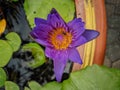 A beautiful purple lotus flower blooming over the water in lotus pot and a bee. Royalty Free Stock Photo