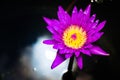 Beautiful purple lotus flower blooming in pond. Royalty Free Stock Photo