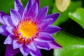 Beautiful purple Lotus flower Royalty Free Stock Photo