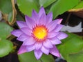 Beautiful purple Lotus Flower with green leaf in in pond. Royalty Free Stock Photo