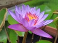 Beautiful purple Lotus Flower with green leaf in in pond. Royalty Free Stock Photo