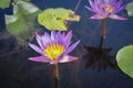 Purple Lotus flower with green leaves in nature for background Royalty Free Stock Photo