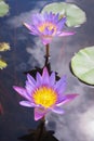 Beautiful purple Lotus flower with green leaves in nature for background Royalty Free Stock Photo