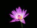 Beautiful purple lotus or lotus flower on isolated background