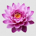 Beautiful purple lotus flower isolated on transparent background Royalty Free Stock Photo