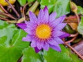 Beautiful purple lotus flower in the pool Royalty Free Stock Photo