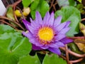 Beautiful purple lotus flower in the pool Royalty Free Stock Photo