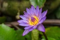 Beautiful Purple lotus flower