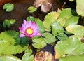 Beautiful purple lotus flower Royalty Free Stock Photo