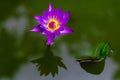 Beautiful purple lotus flower in flower pot blooming, Purple lotus flower water lilies on green leaves background. Lotus with Royalty Free Stock Photo