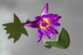 Beautiful purple lotus flower in flower pot blooming, Purple lotus flower water lilies on green leaves background. Lotus with Royalty Free Stock Photo