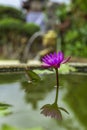 Beautiful purple lotus flower in flower pot blooming, Purple lotus flower water lilies on green leaves background. Lotus Royalty Free Stock Photo