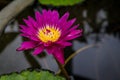 Beautiful purple lotus flower in a pot Royalty Free Stock Photo