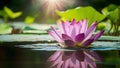 Beautiful purple lotus flower with sun flare over still water Royalty Free Stock Photo