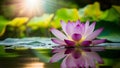 Beautiful purple lotus flower with sun flare over still water Royalty Free Stock Photo