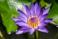 Beautiful purple lotus flower Royalty Free Stock Photo