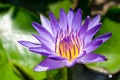 Beautiful purple lotus flower Royalty Free Stock Photo