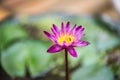 Beautiful purple lotus flower, Royalty Free Stock Photo