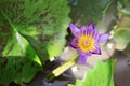 Beautiful purple lotus flower or water lily blooming on pond Royalty Free Stock Photo