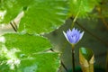 Beautiful purple lotus in garden