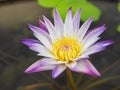 Beautiful Purple Lotus in the morning light. Royalty Free Stock Photo