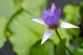 Beautiful purple lotus in the pond, nice natural green scene Royalty Free Stock Photo