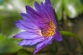 Beautiful purple lotus pond in the park. Background Royalty Free Stock Photo