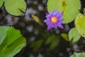 Beautiful purple lotus pond in the park. Background Royalty Free Stock Photo